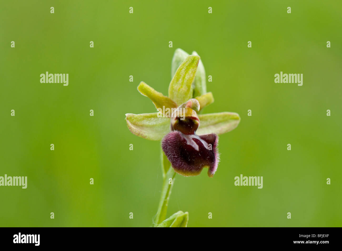 Große Spinnen-Ragwurz (Ophrys sphegodes) - primi spider orchid Foto Stock