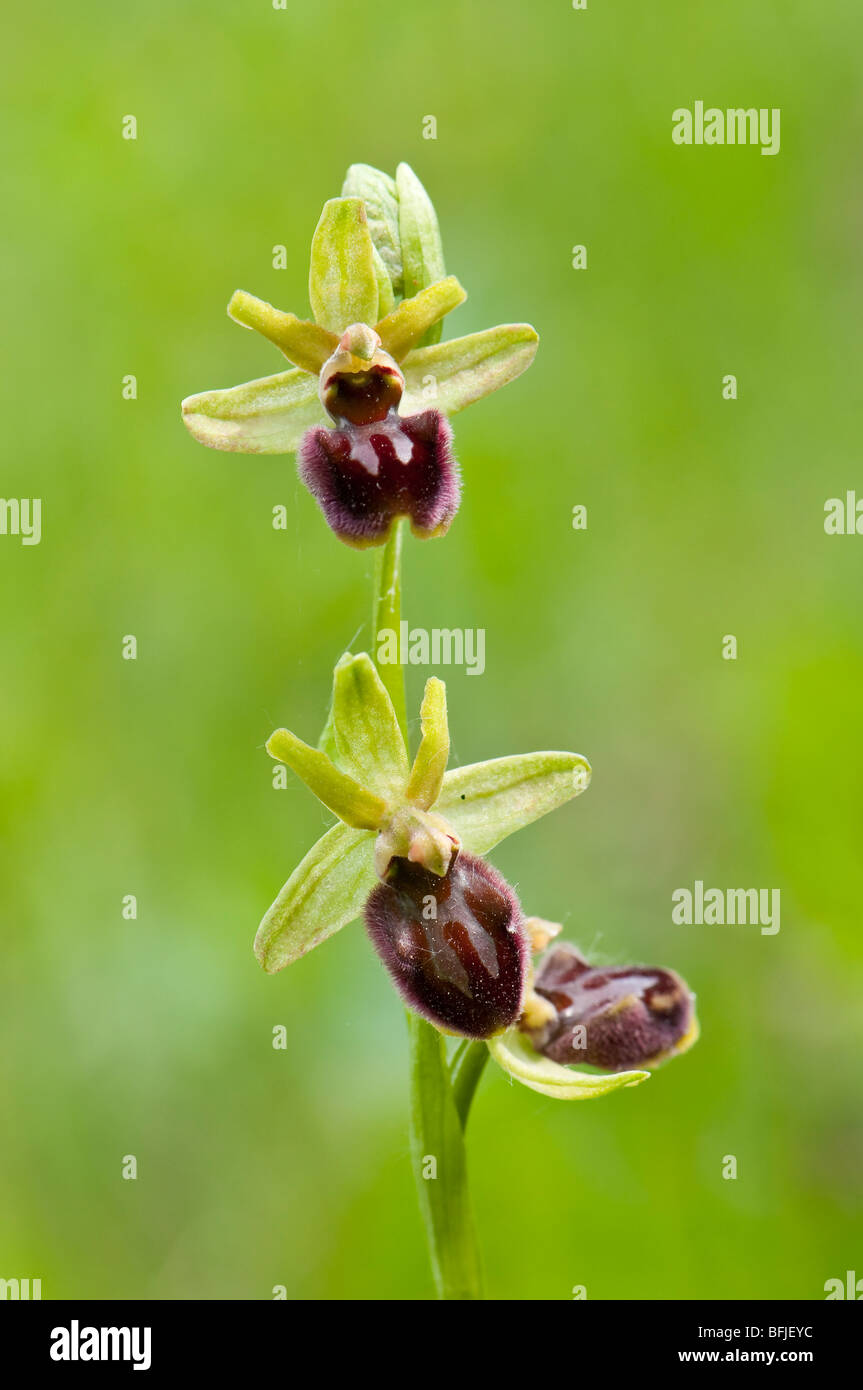 Große Spinnen-Ragwurz (Ophrys sphegodes) - primi spider orchid Foto Stock