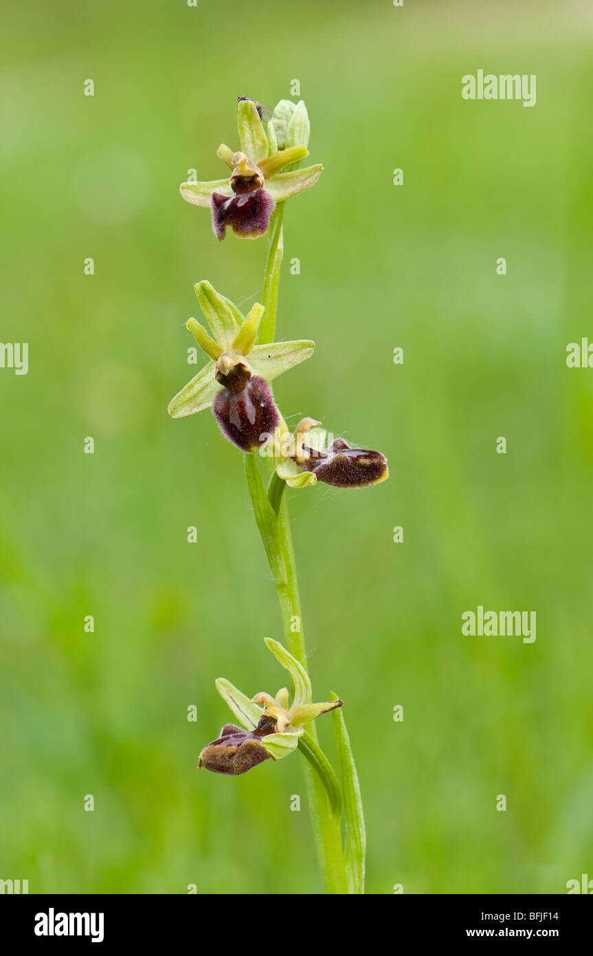 Große Spinnen-Ragwurz (Ophrys sphegodes) - primi spider orchid Foto Stock
