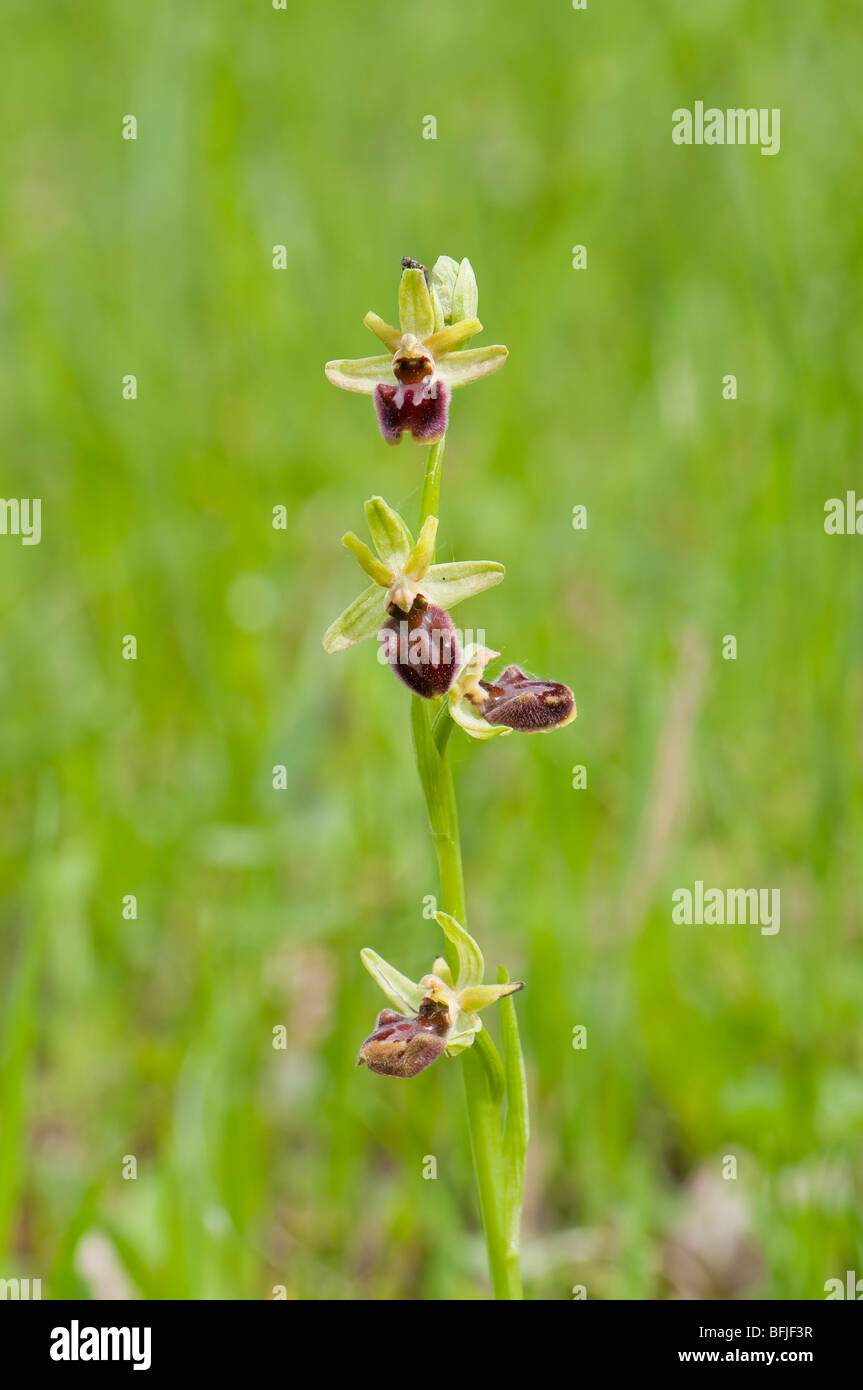 Große Spinnen-Ragwurz (Ophrys sphegodes) - primi spider orchid Foto Stock