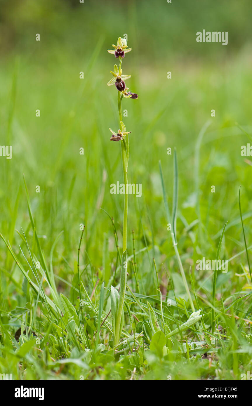Große Spinnen-Ragwurz (Ophrys sphegodes) - primi spider orchid Foto Stock