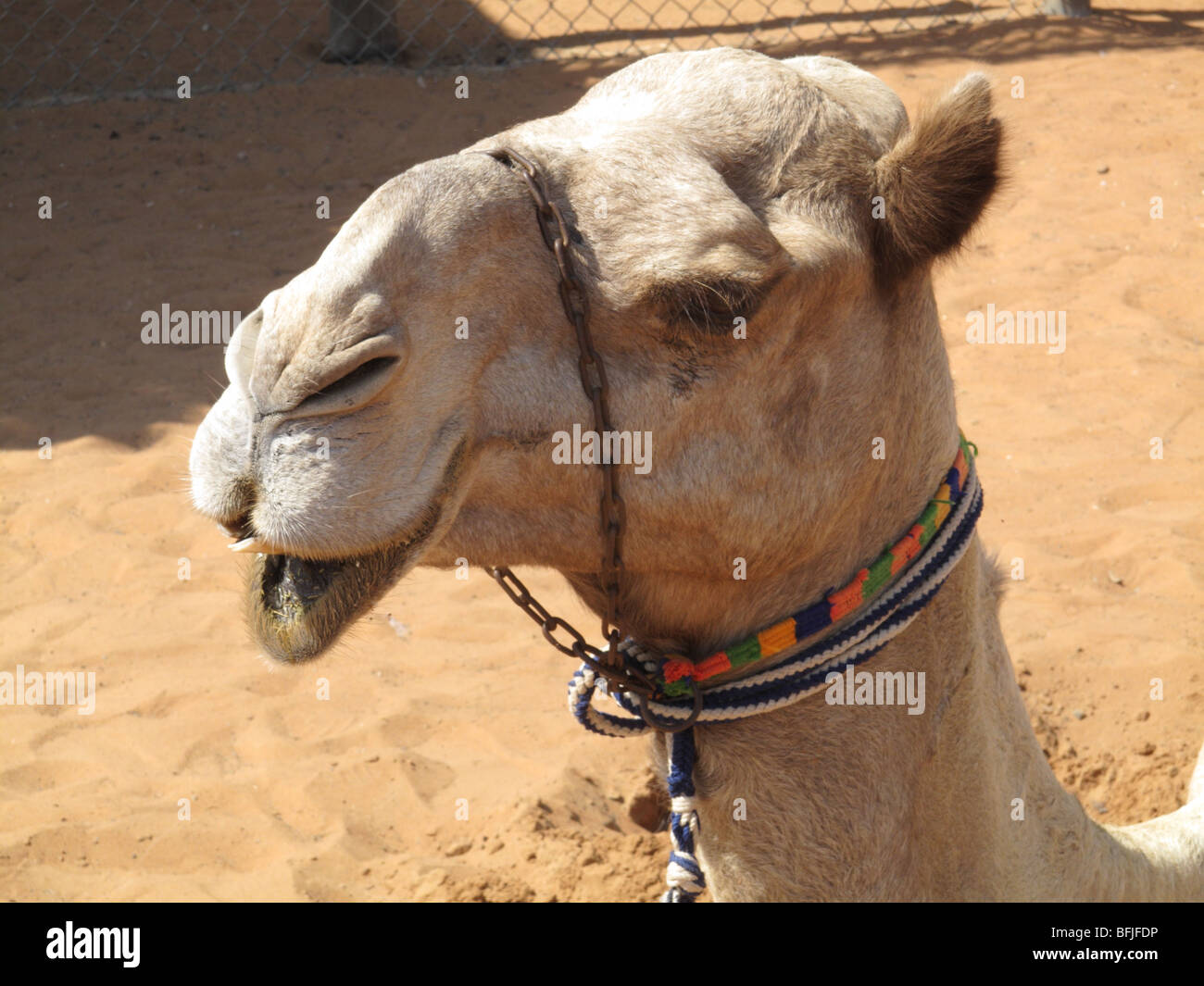 Testa del Cammello Dromedario utilizzato per l'equitazione, Abu Dhabi, Emirati arabi uniti Foto Stock