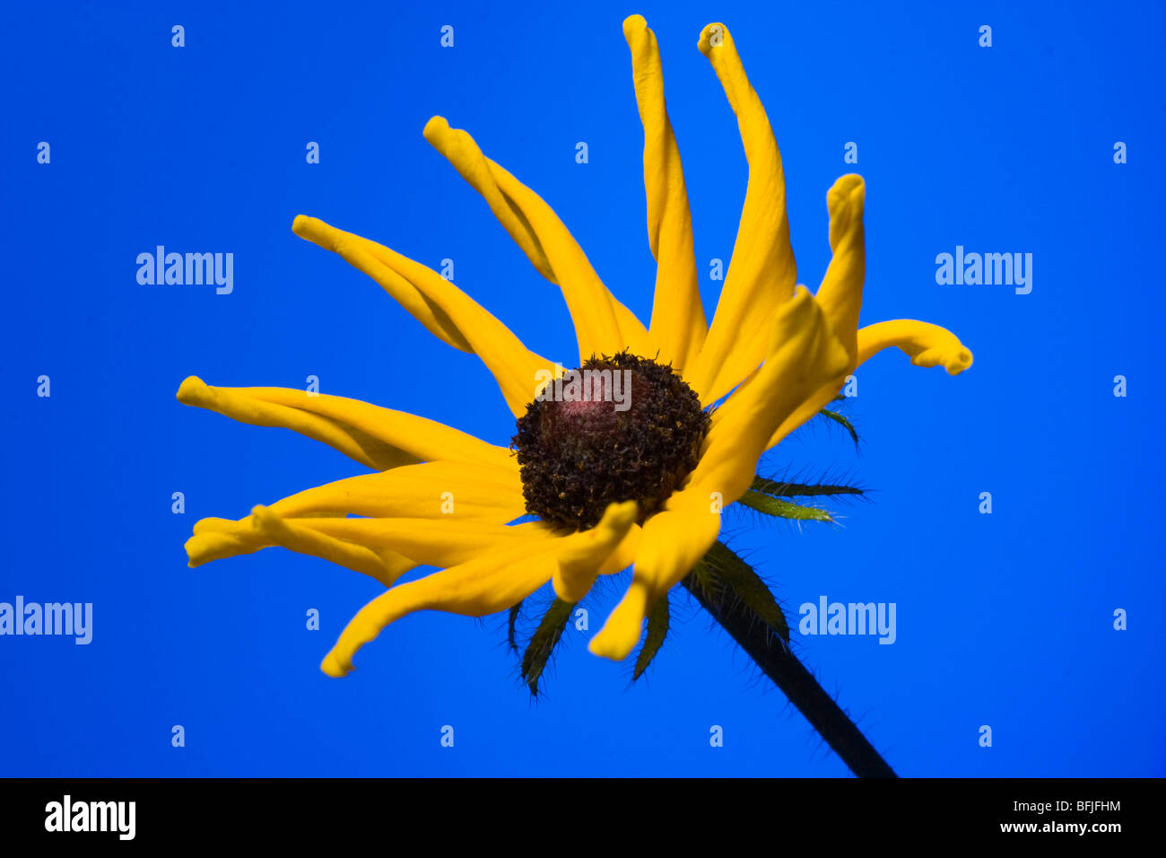 Fiore giallo (Rudbeckia) su uno sfondo blu Foto Stock