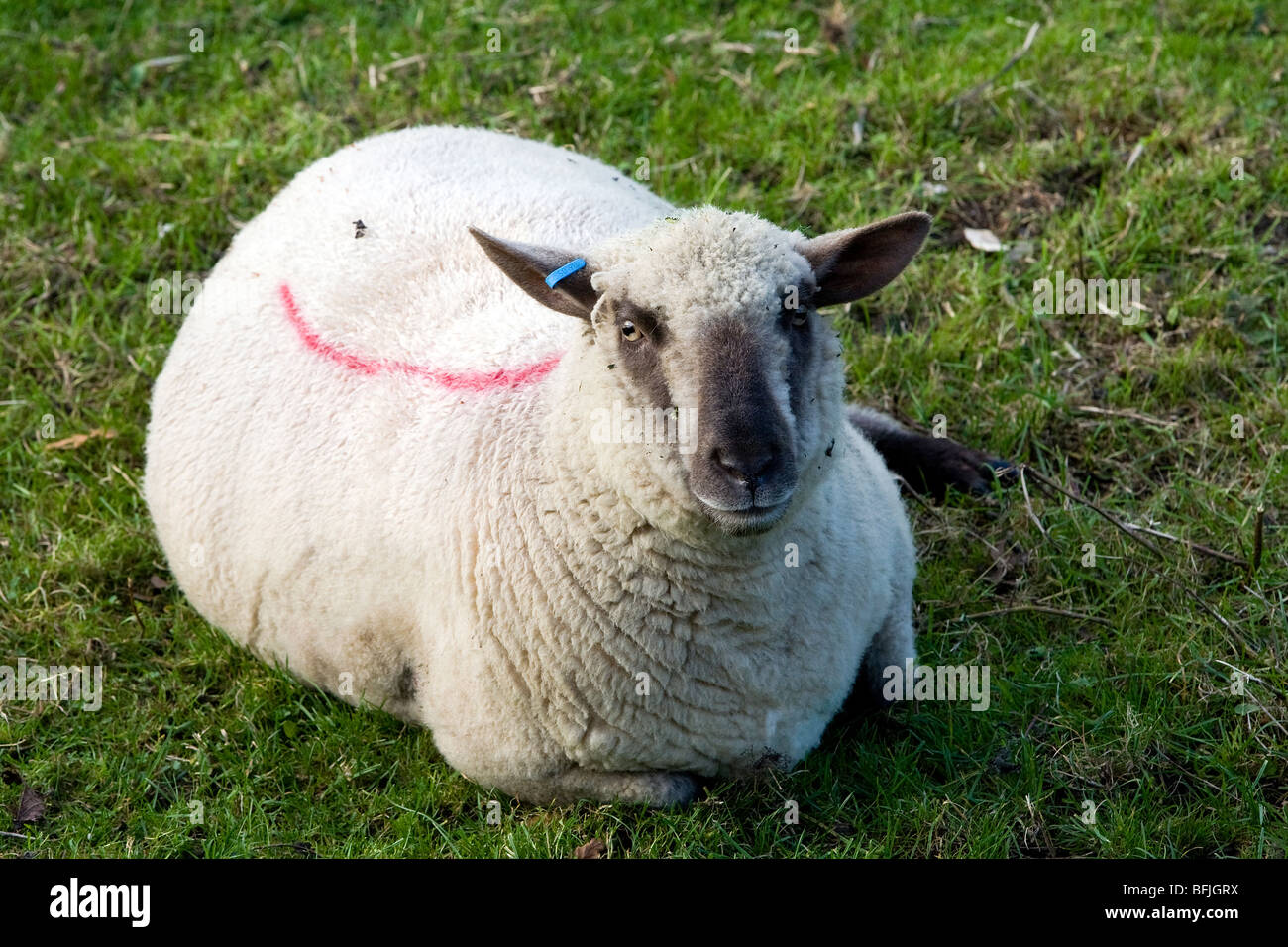 Un ovini adulti si trova in basso in un campo di erba Foto Stock