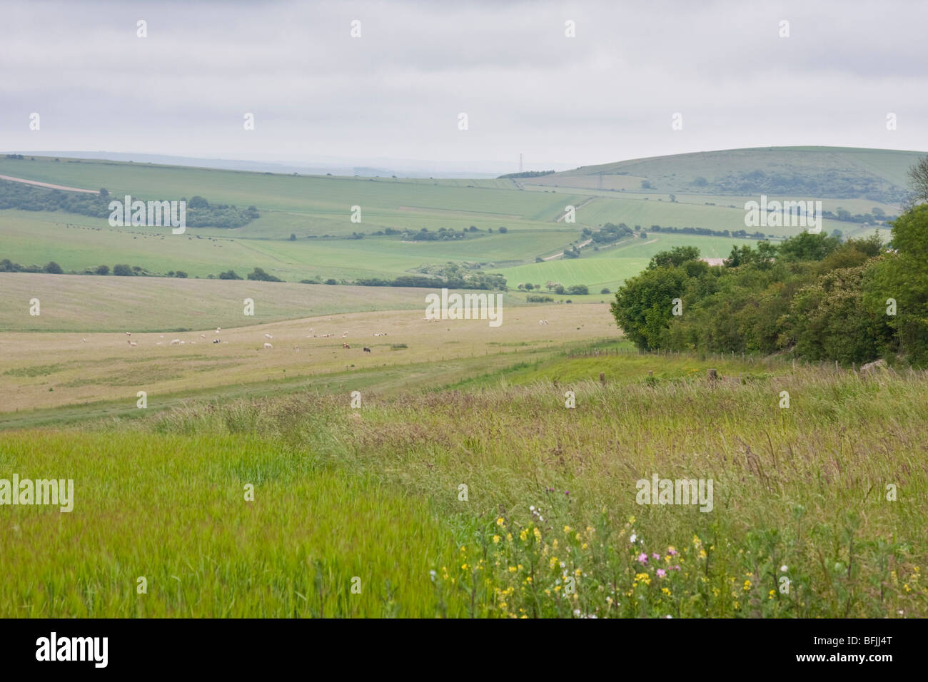 Sentiero pubblico vicino a Cissbury Ring nel West Sussex England Foto Stock