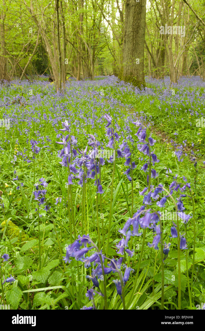 Campanelli in un vecchio nocciolo ceduo con querce standard vicino a Petworth, West Sussex, Regno Unito. Aprile Foto Stock