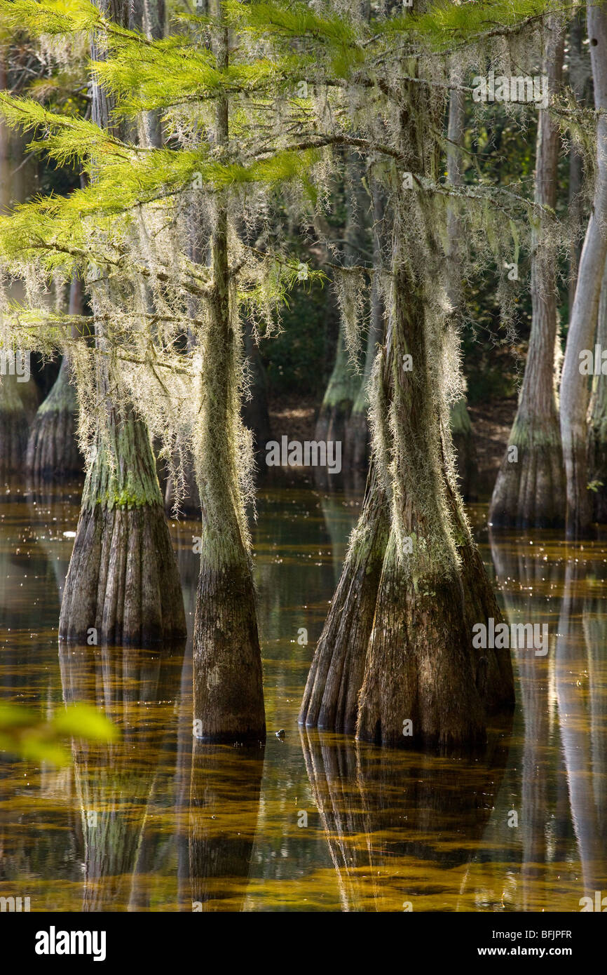 Cipressi nel sud della Georgia, Stati Uniti d'America Foto Stock