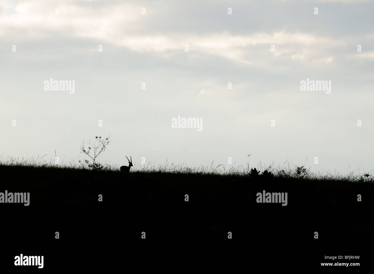 Blackbuck nella prateria Foto Stock