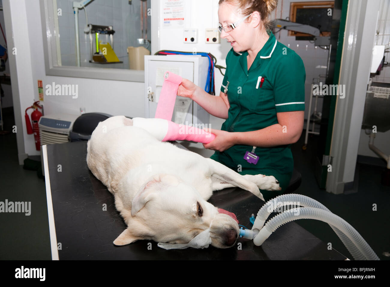 Infermiera veterinaria del bendaggio un cane è la gamba dopo la chirurgia Foto Stock