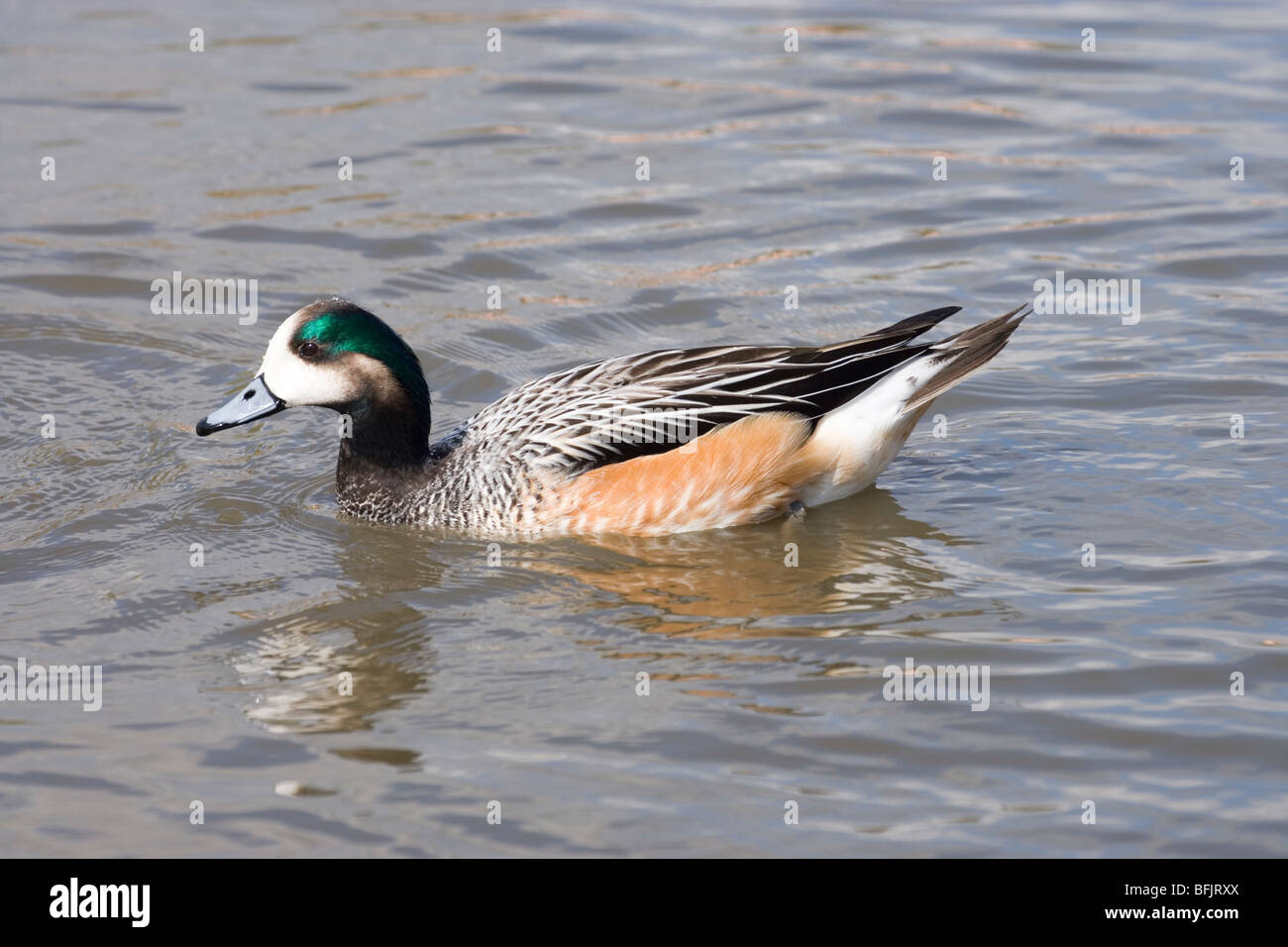 Chiloe Wigeon (Anas sibilatrix). Sud America meridionale. Foto Stock