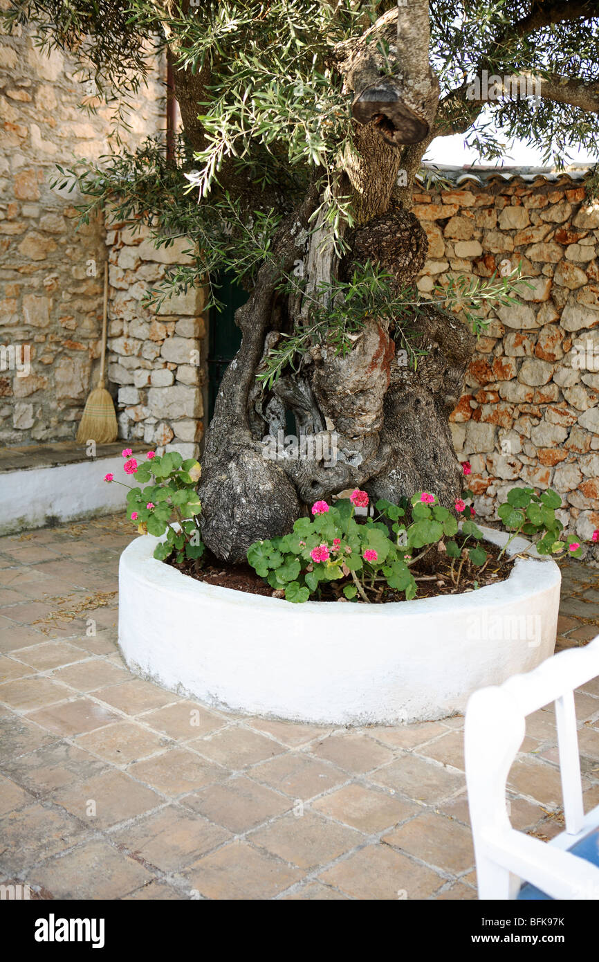 Giardino esterno per il relax, villa vacanze, Zante, Grecia Foto Stock