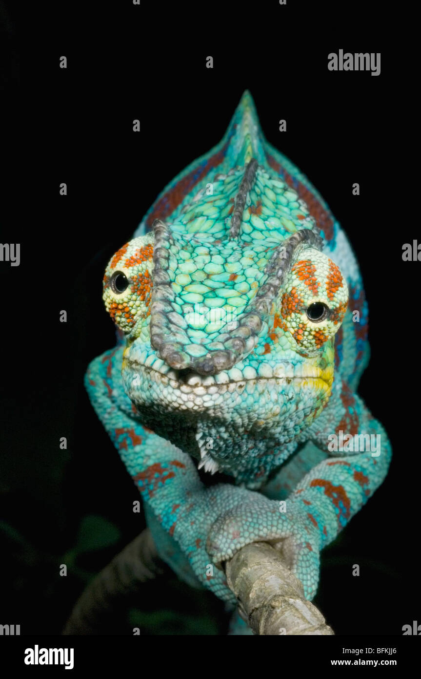 Panther Chameleon (Furcifer pardalis) maschio OCCIDENTALE DEL MADAGASCAR Foto Stock