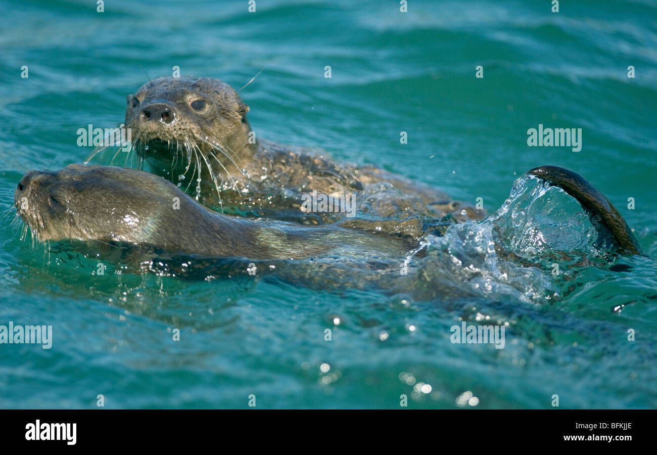 Lontra marina (Lontra felina) o Chungungo, in via di estinzione, Isla Chiloe, sud del Cile Foto Stock