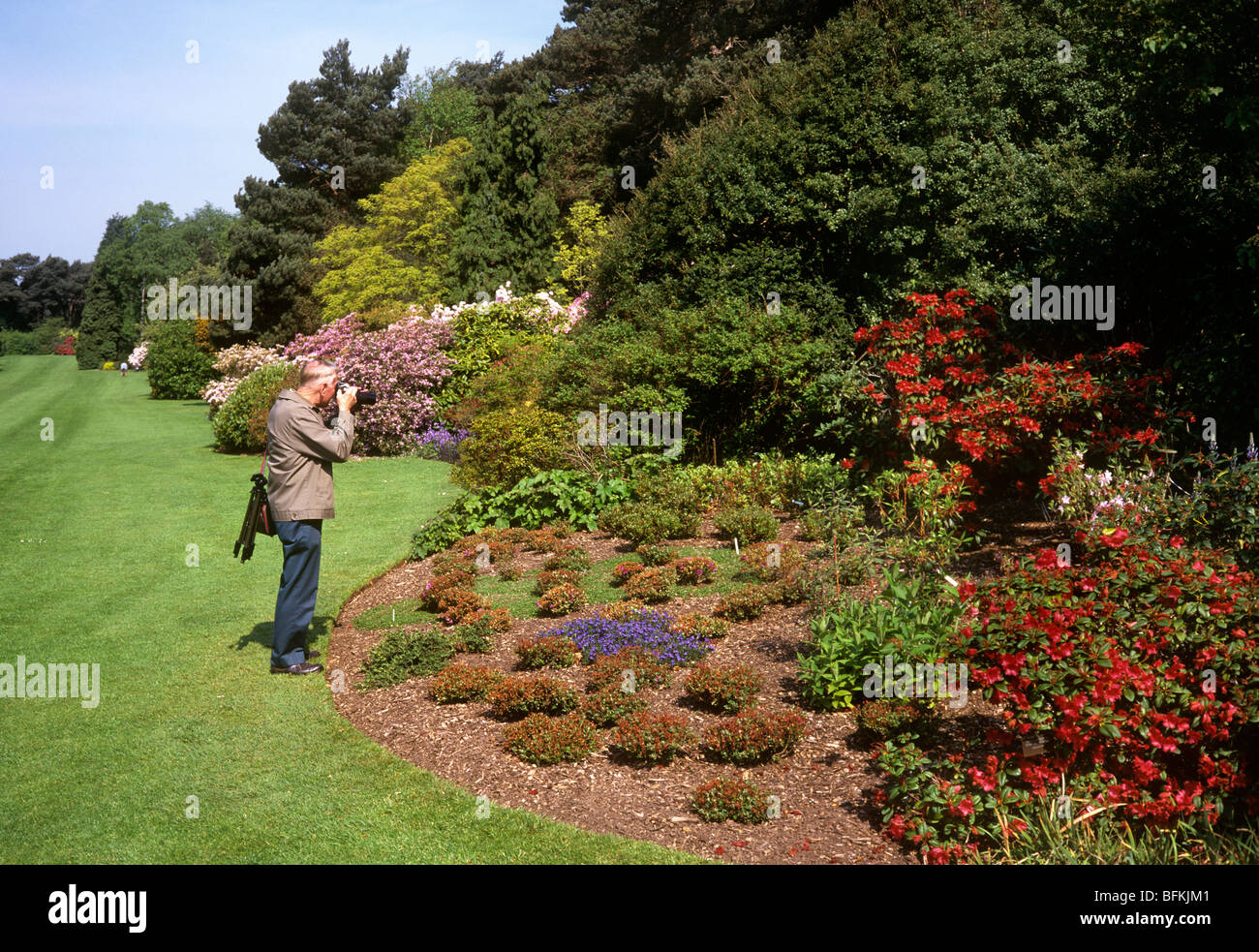 Regno Unito, Inghilterra, Wirral, Neston, visitatore in giardini Ness scattare fotografie di azalee Foto Stock