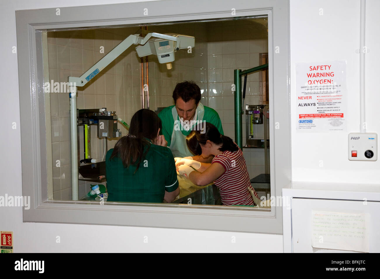 I veterinari operanti su un cane Foto Stock