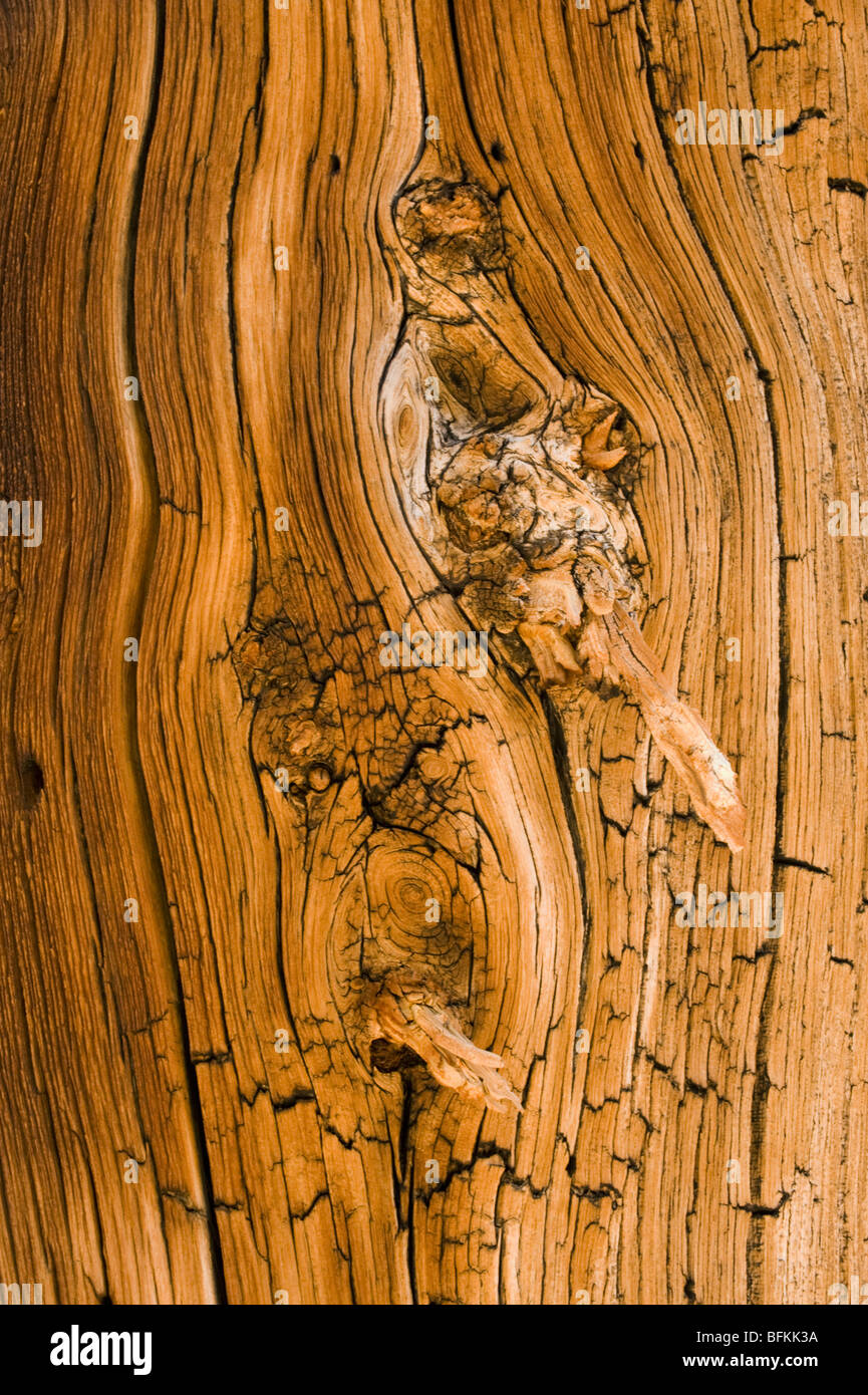 Bristlecone pine (Pinus longaeva) Dettaglio di legno antico texture, Matusalemme Grove, White Mountains, California Foto Stock