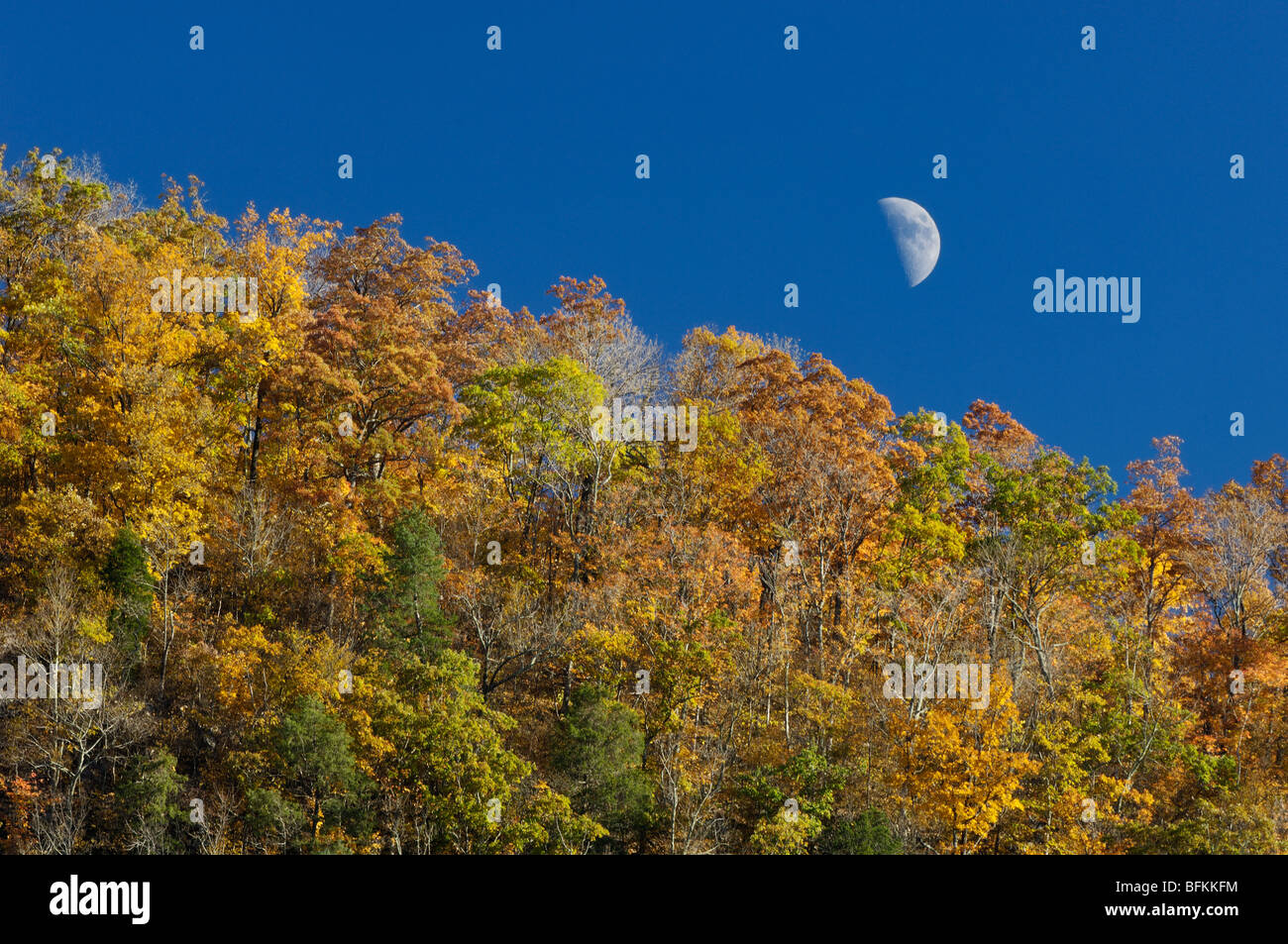 Colore di autunno sul Monte Pino con la luna al primo quarto contro il cielo blu in Letcher County, Kentucky Foto Stock
