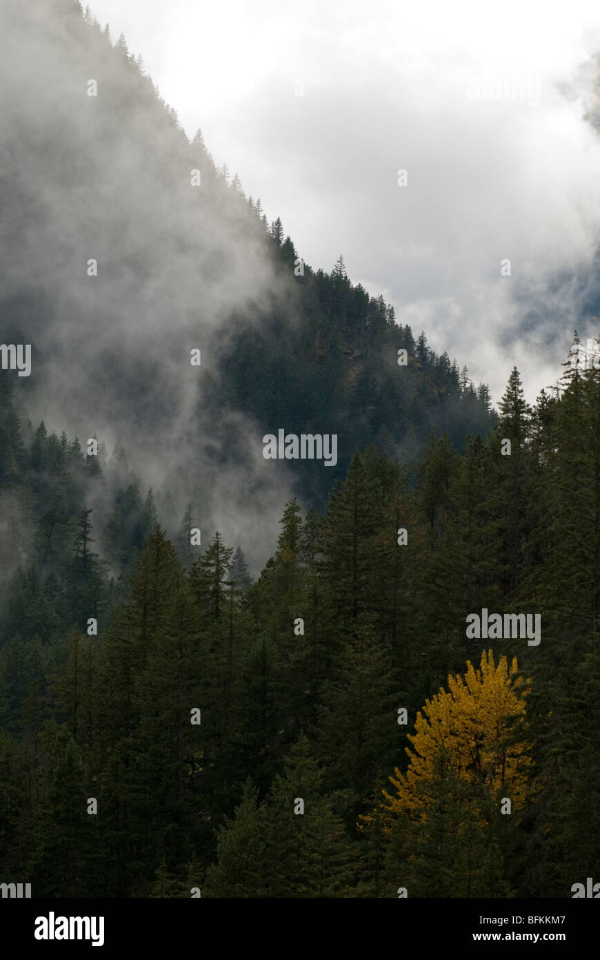 Nuvole di vorticazione e una visualizzazione ad albero autunno a colori a Washington North Cascades. Foto Stock