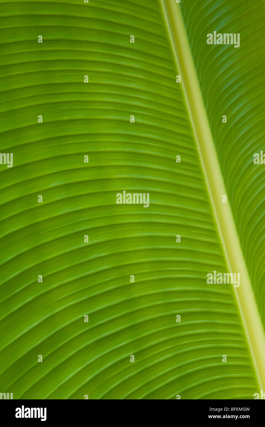 Albero di Banana Leaf; Waihe"e Valle, Maui, Hawaii. Foto Stock