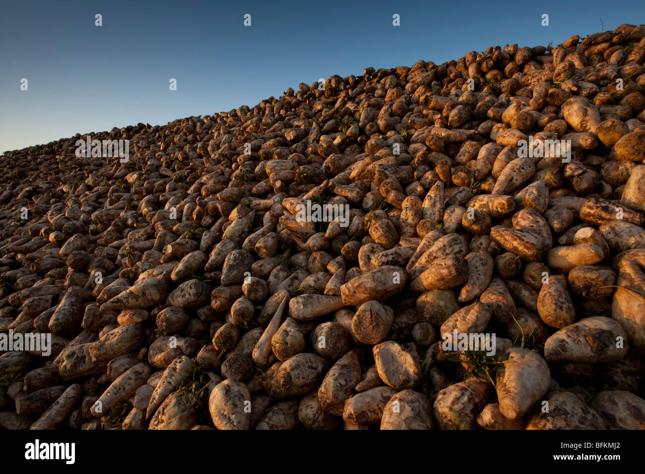 La barbabietola da zucchero raccolta - una collina di raccolti di barbabietole da zucchero in attesa di raccolta Foto Stock