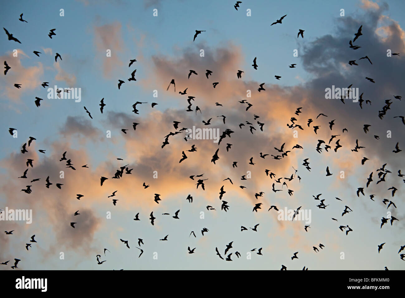 Freetail messicano pipistrelli Tadarida brasiliensis volare al crepuscolo da Bracken Grotta Texas USA Foto Stock