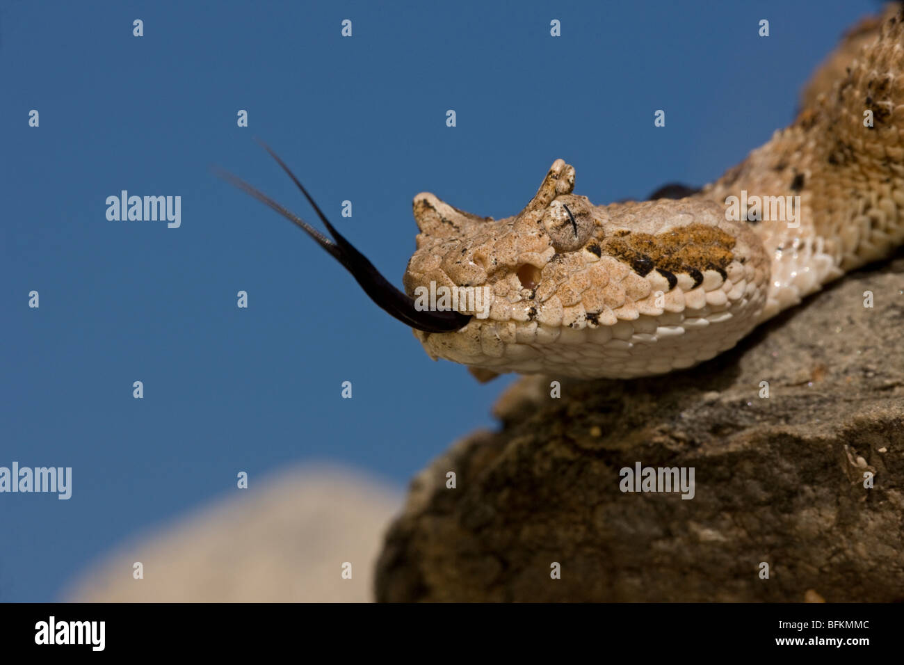 Deserto Sonoran Sidewinder (Crotalus cerastes) - Arizona USA - infame rattlesnakes - Close-up di testa Foto Stock