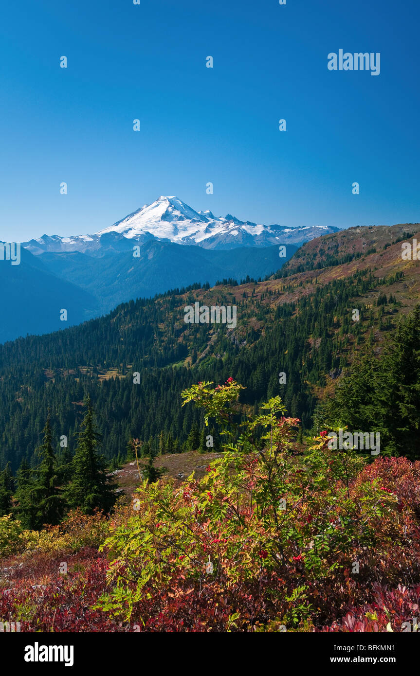 Mount Baker da giallo Aster Butte Trail, con cenere di montagna e huckleberry in primo piano; North Cascades, Washington. Foto Stock