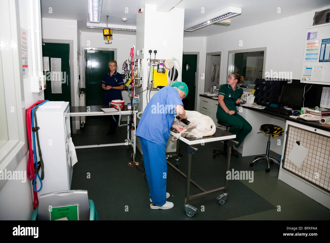 La sala di preparazione in una clinica veterinaria nel Regno Unito Foto Stock