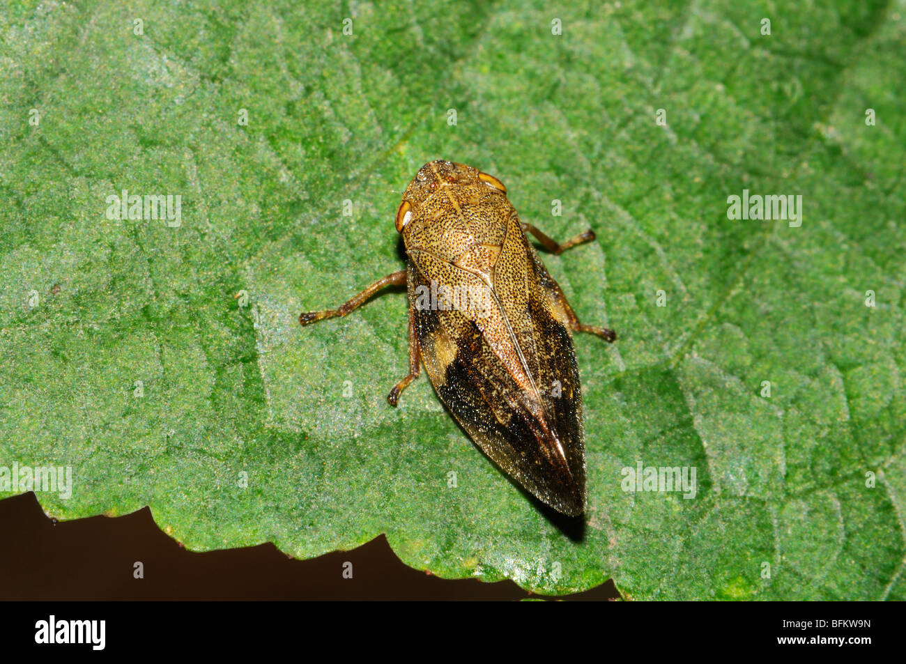 Comune (Froghopper Philaenus spumarius) Slovenia, Luglio Foto Stock