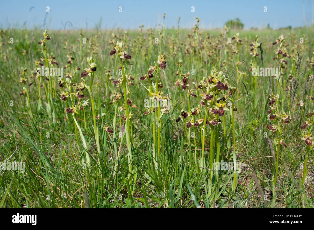 Große Spinnen-Ragwurz (Ophrys sphegodes) - primi spider orchid Foto Stock