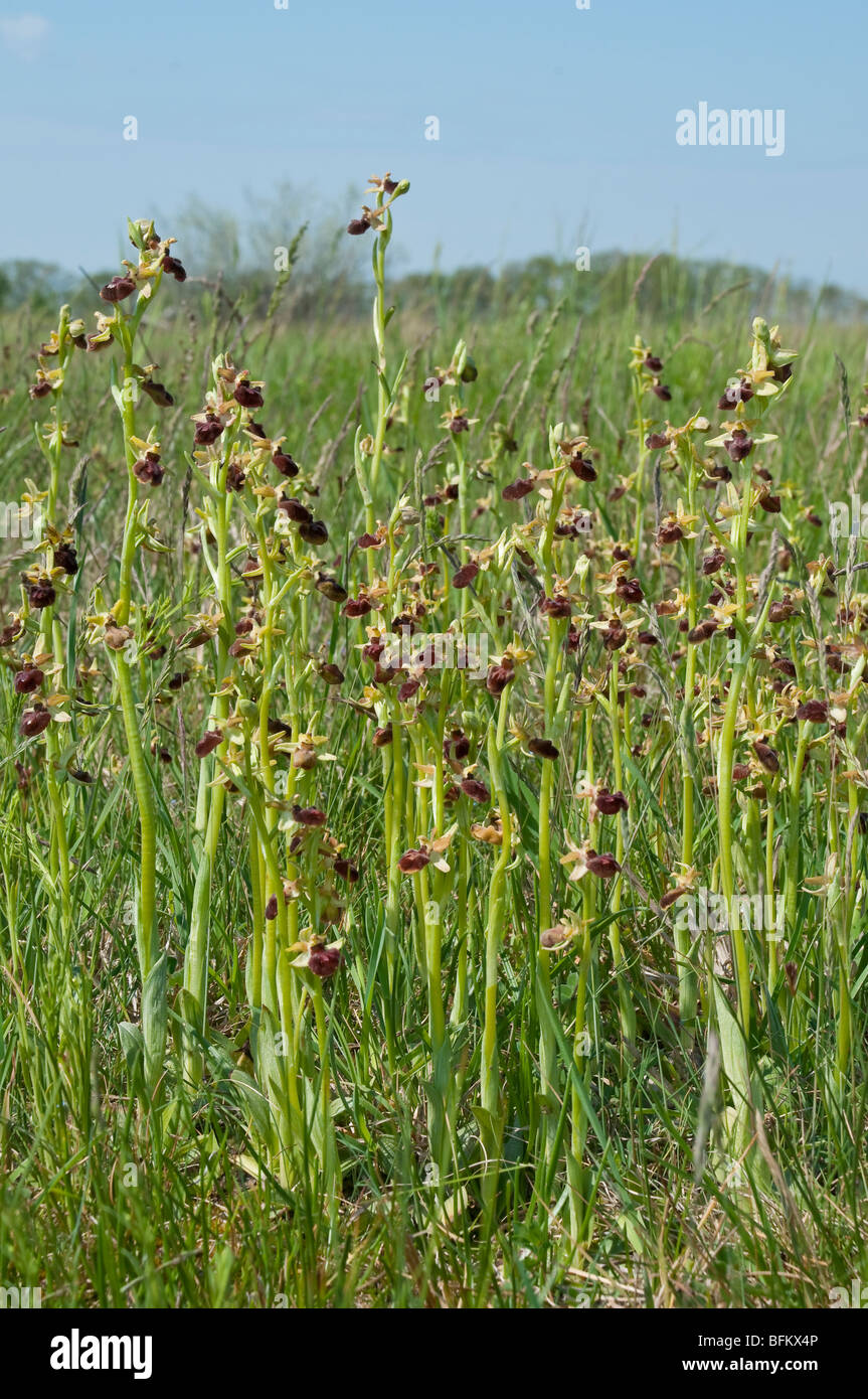 Große Spinnen-Ragwurz (Ophrys sphegodes) - primi spider orchid Foto Stock