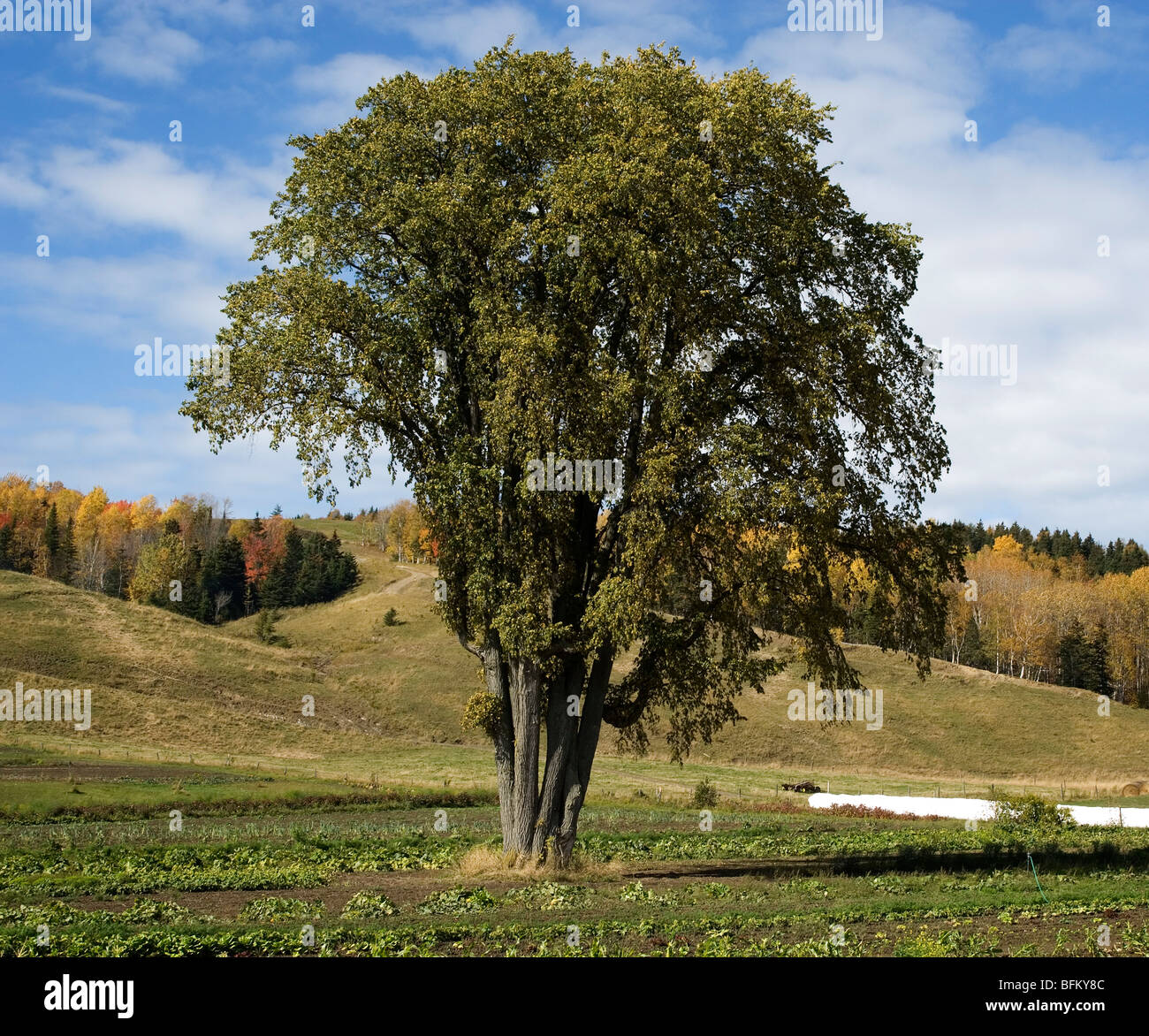 Elm Tree su campo di zucca Foto Stock