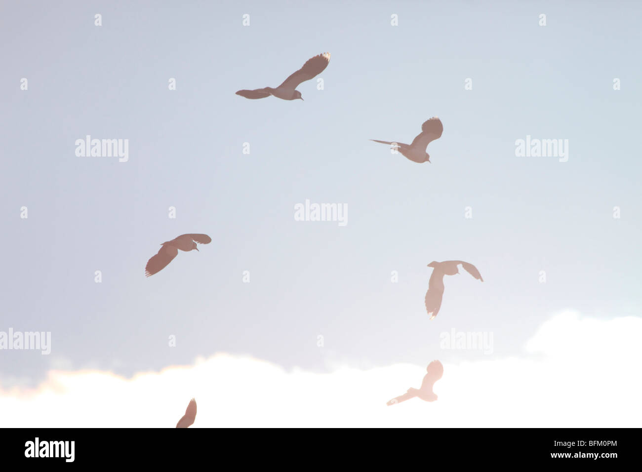 Northern Lapwings (Vanellus vanellus) ritornano alle loro zone di riproduzione nel nord della Svezia in primavera. Vaesternorrland, Svezia. Foto Stock