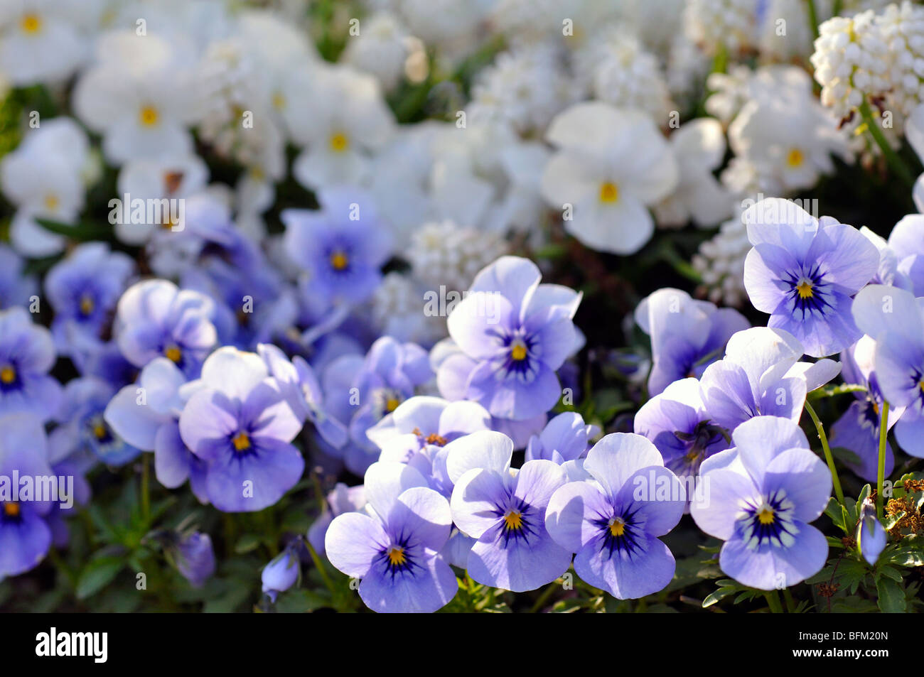 Pansies aka pansy violette (Viola tricolore hortensis) Foto Stock