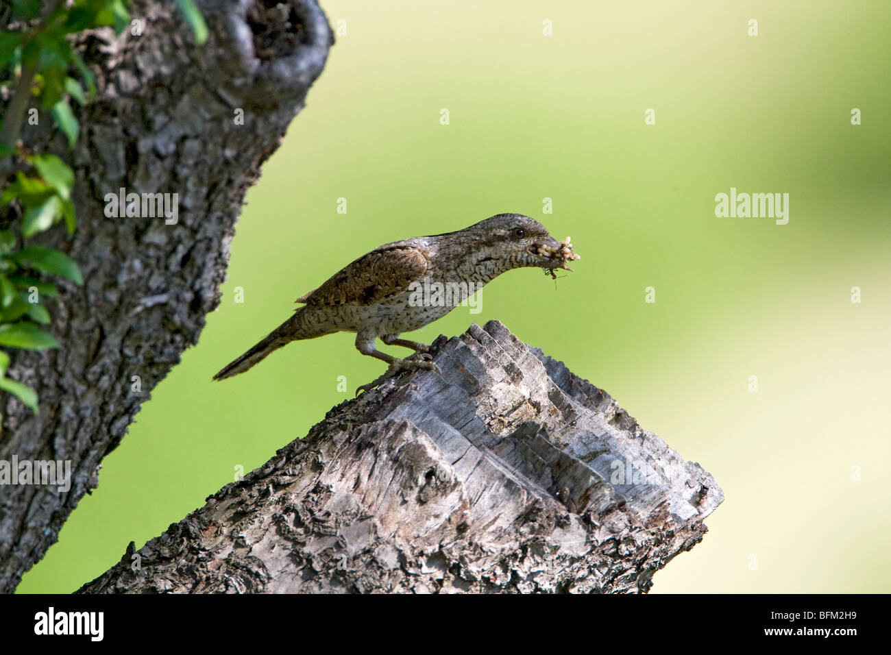 Eurasian spasmodico (Jynx torquilla) appollaiate sul ceppo di albero con le formiche e colate di lava nel becco Foto Stock