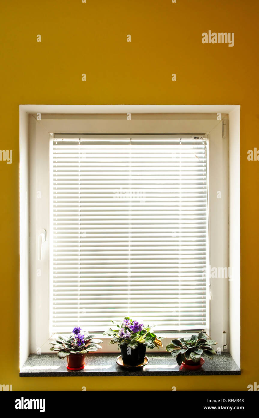 Tapparelle orizzontali sulla finestra con tre houseplants Foto Stock