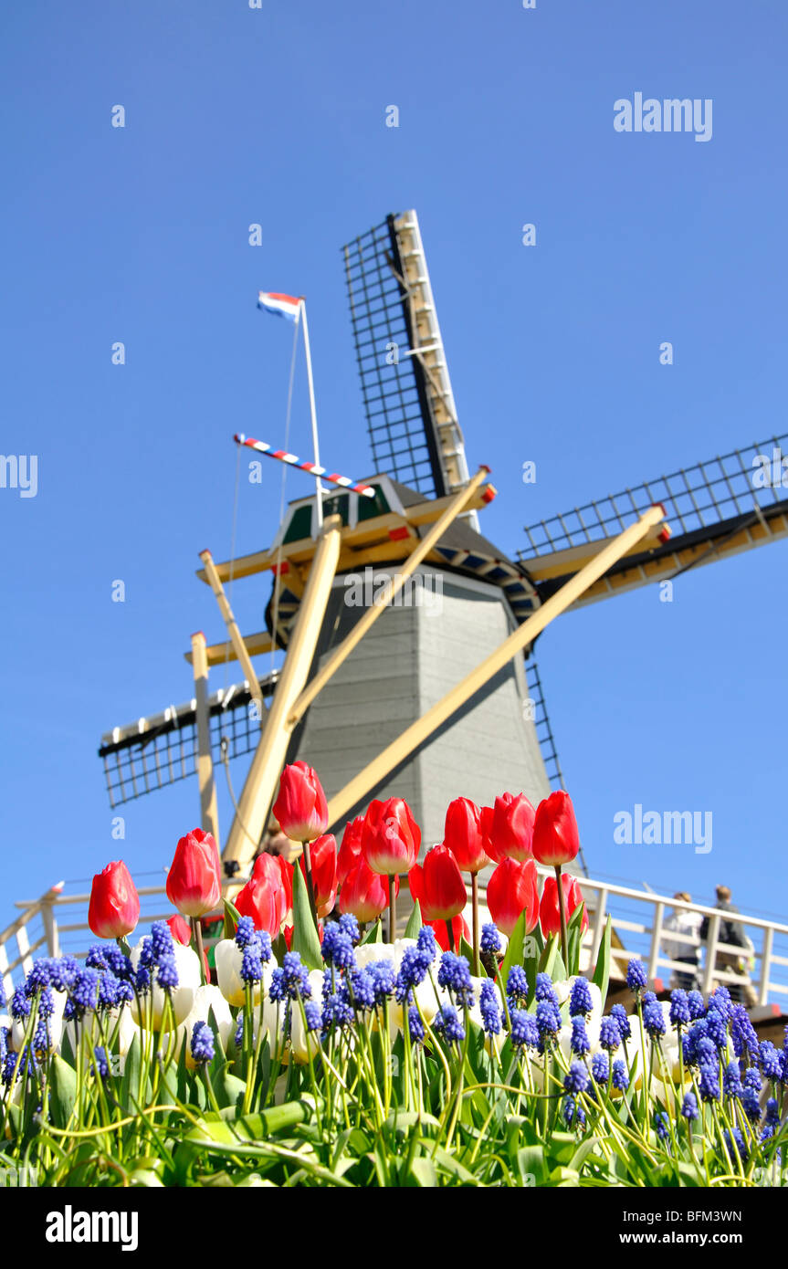 Mulino a vento olandese, Olanda Foto Stock
