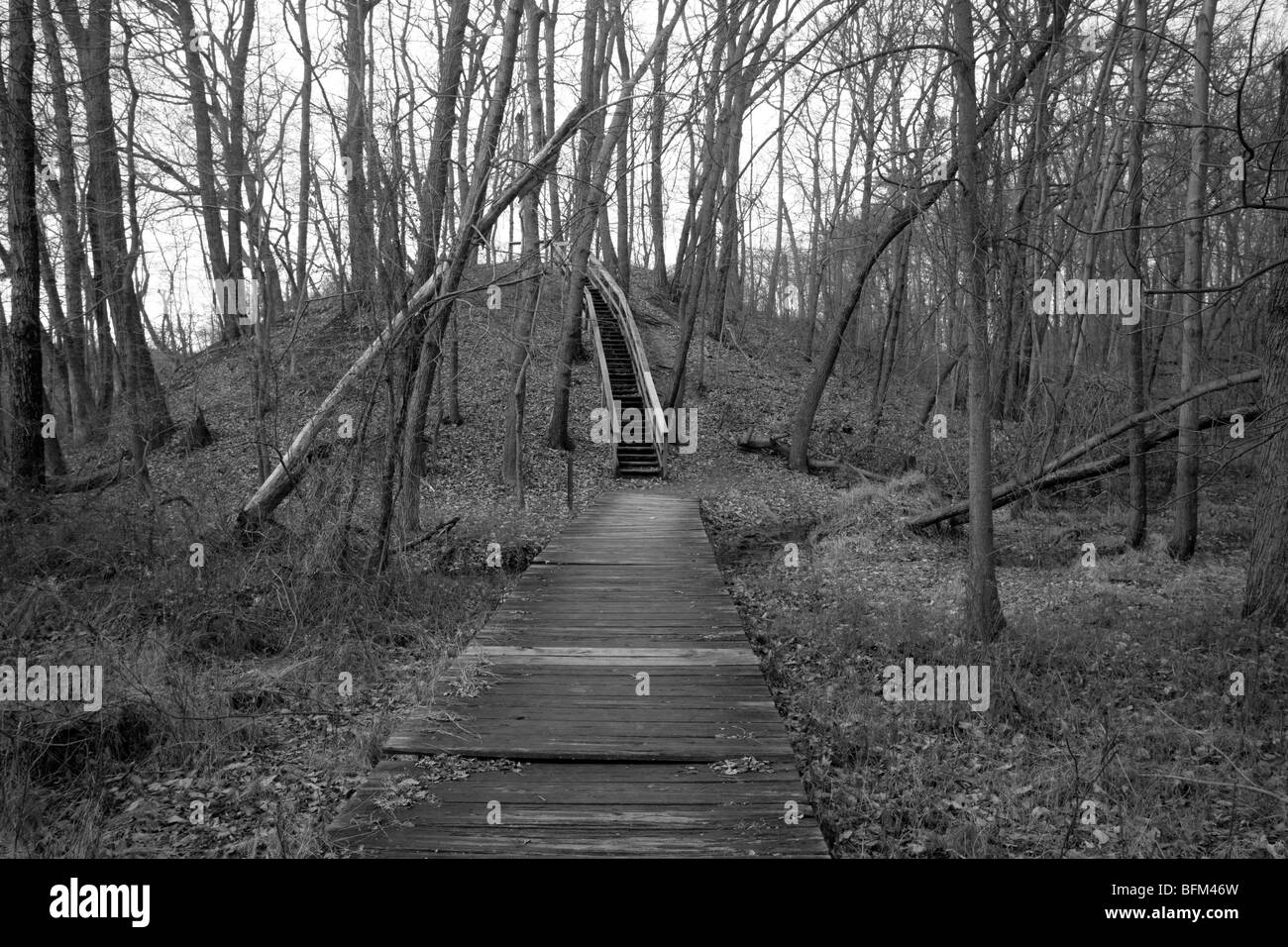 Sentiero nel bosco in bianco e nero immagini e fotografie stock ad alta ...