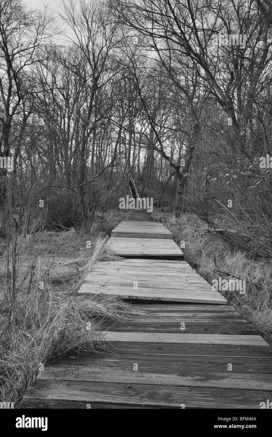 Sentiero nel bosco in bianco e nero immagini e fotografie stock ad alta ...