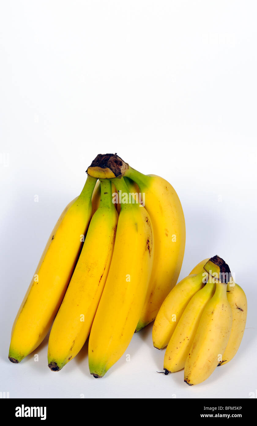Due mazzetti di banane mature piccoli e grandi varietà di produrre del Costa Rica Foto Stock