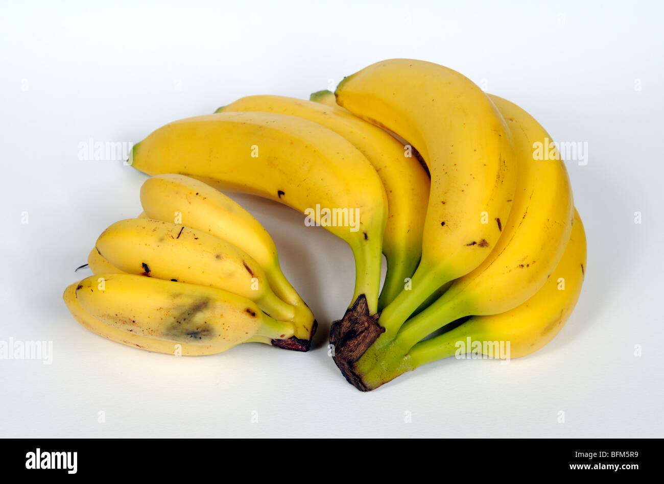 Due mazzetti di banane mature piccoli e grandi varietà di produrre del Costa Rica Foto Stock