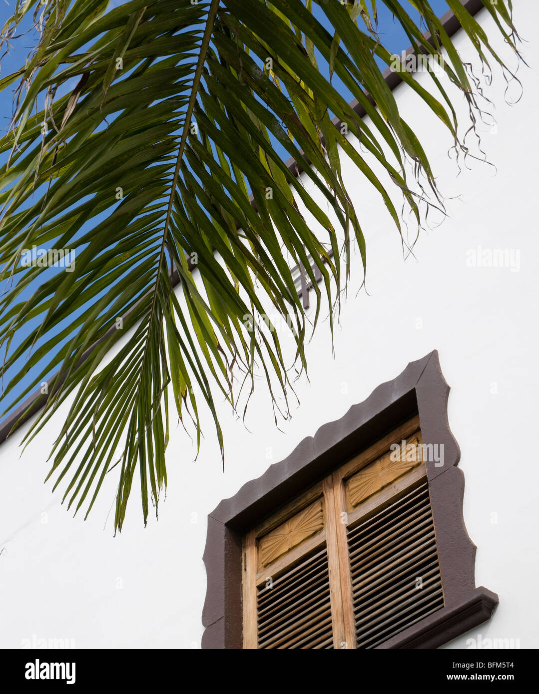 Palm tree ramo con persiane in legno finestra e pareti bianche in Spagna Foto Stock