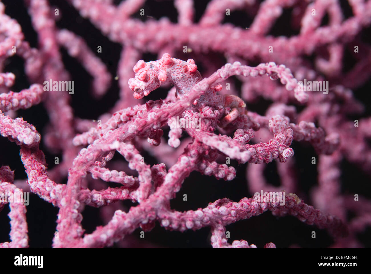 Cavalluccio marino pigmeo su rosa corallo della ventola Foto Stock