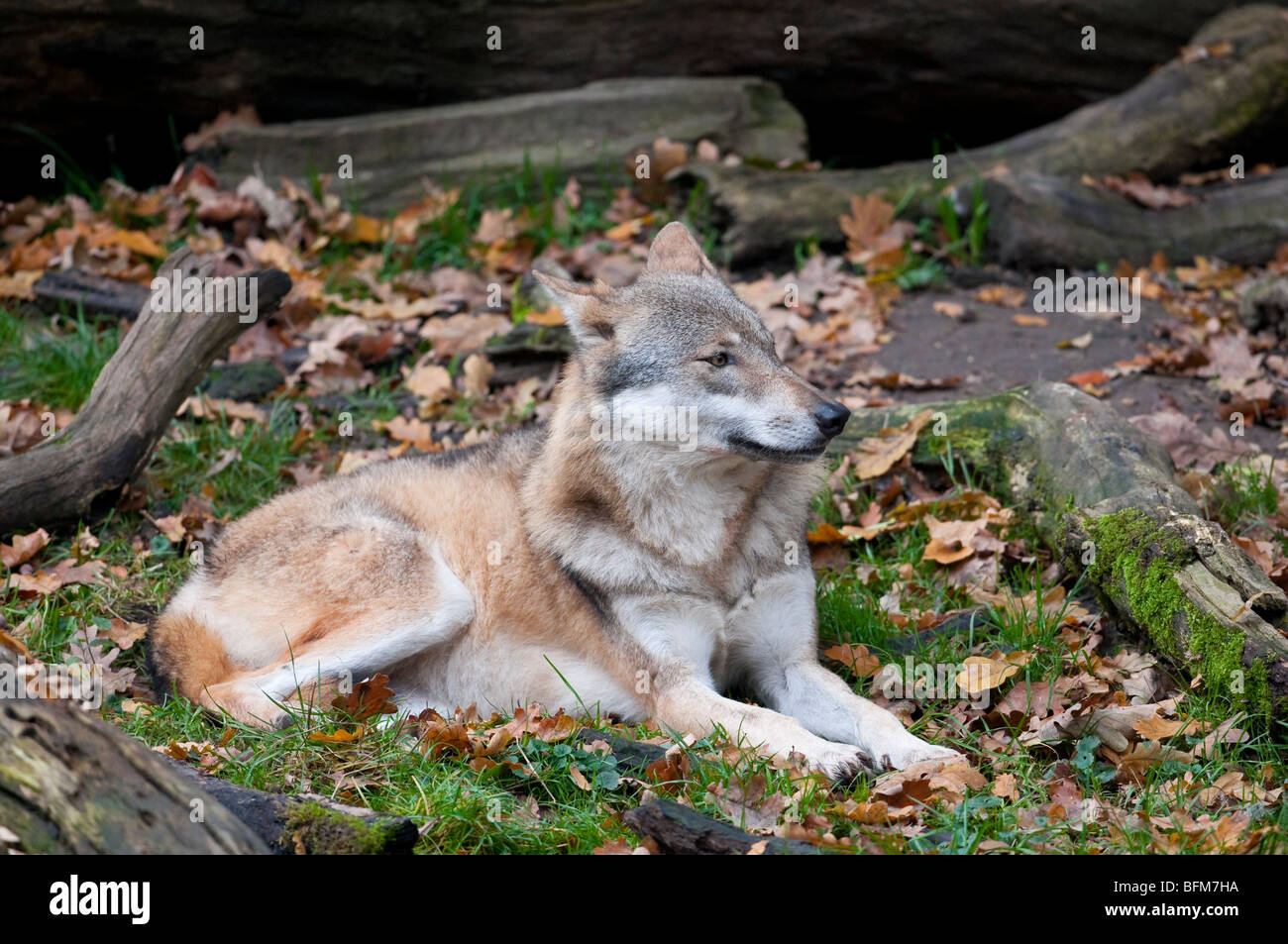 Europäischer - Lupo (Canis lupus) - European wolf Foto Stock