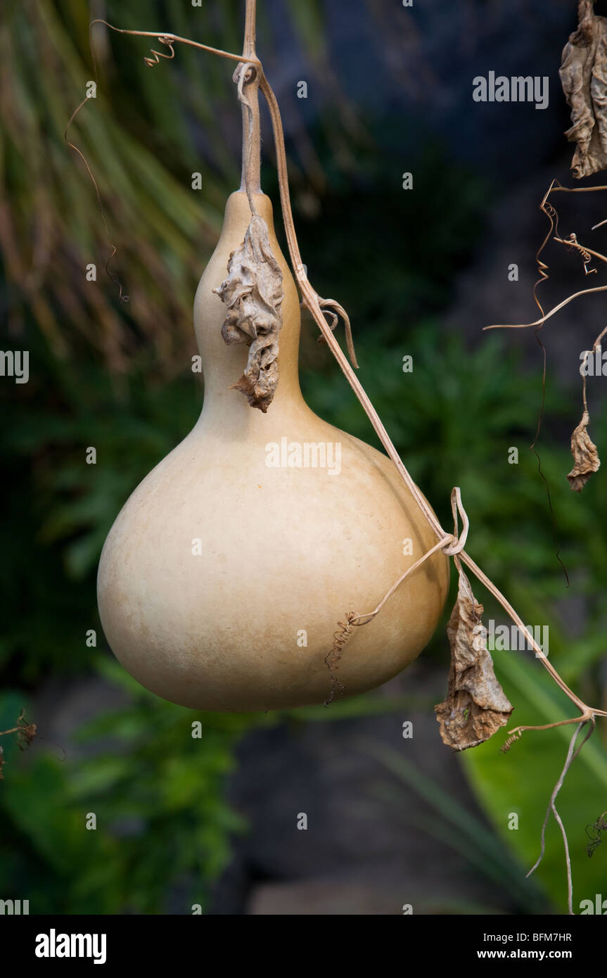 La Zucca appesa su impianto in Spagna Foto Stock