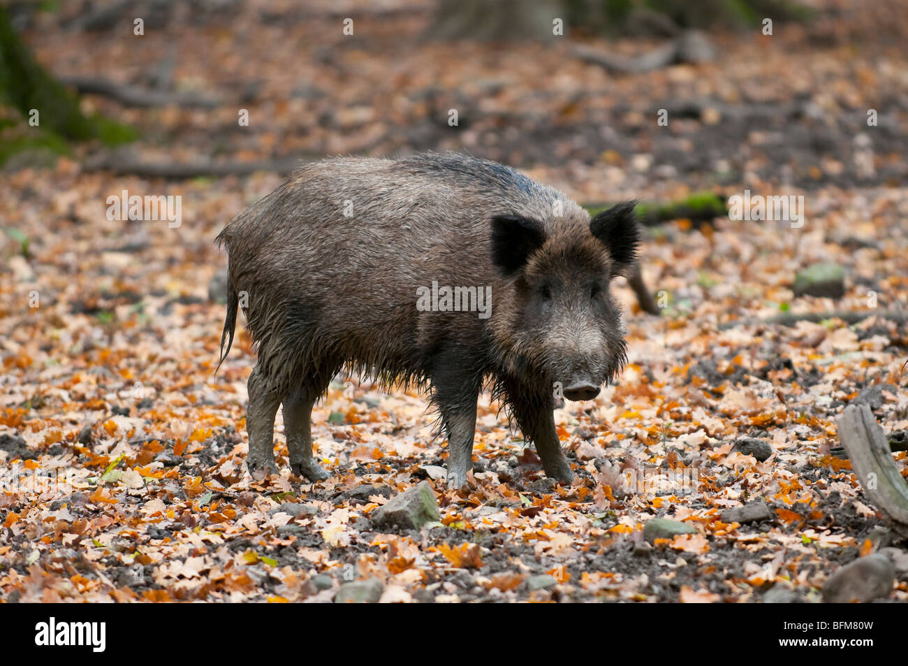 Wildschwein - Cinghiale - Sus scrofa Foto Stock