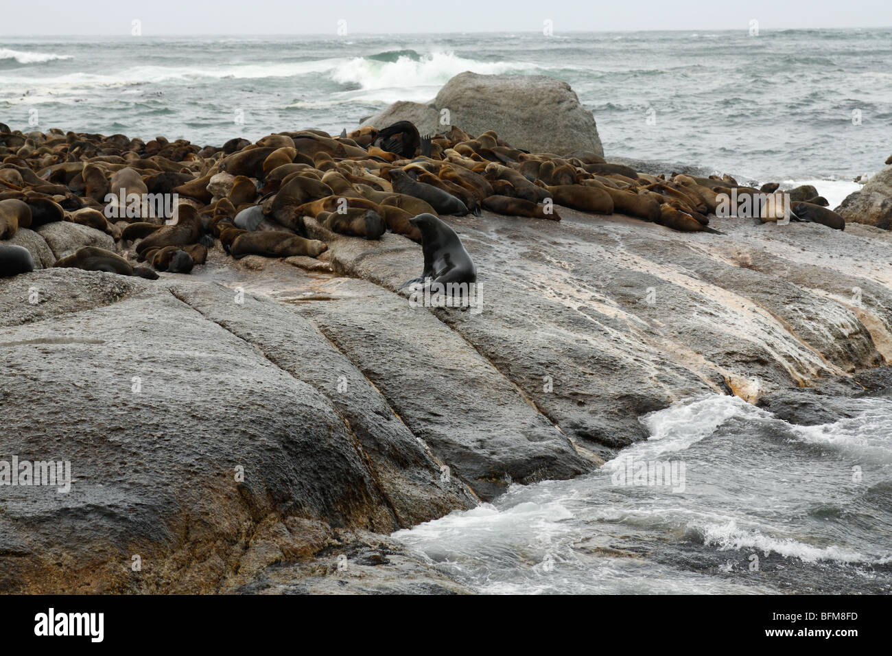 La pelliccia dei leoni di mare (guarnizione di tenuta) durante la pelliccia periodo di modifica (Arctocephalus pusillus) Cape Town Cape Cross, Sud Africa Foto Stock