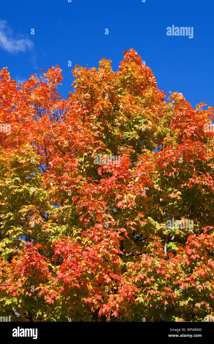 Natura modifica dei colori Foto Stock