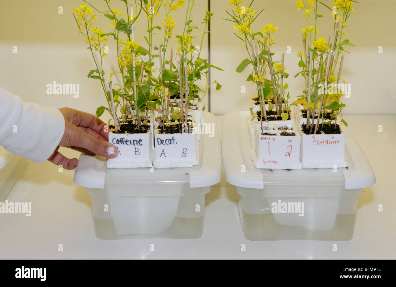 Studente progettati esperimenti utilizzando Brassica rapa piante Foto Stock