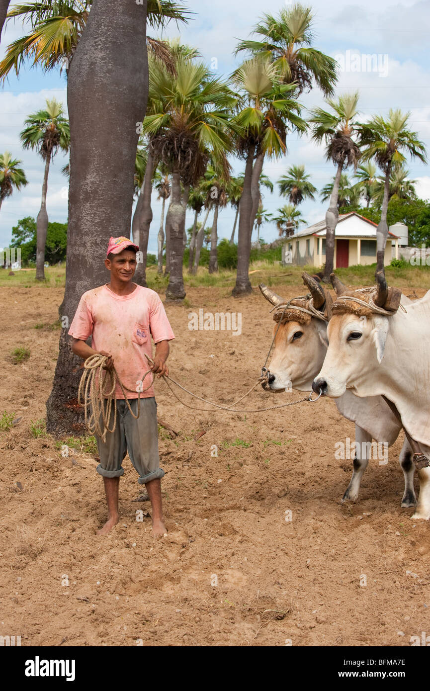 Uomo con buoi team sul tabacco cubano farm Foto Stock